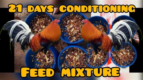 best conditioning feed for gamefowl|Tried and Tested: The 21 Day Gamefowl Conditioning Program.